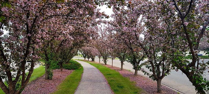 WHHA-Cherry-Blossom-Pic800w